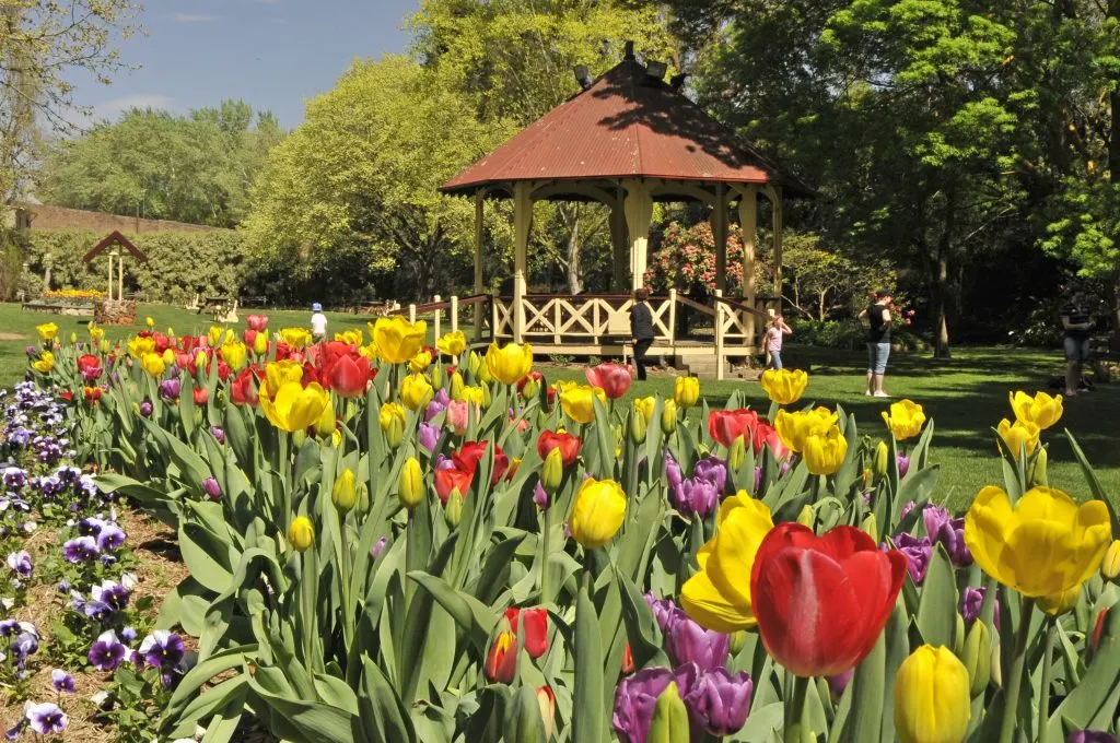 Leighton Gardens tulips and rotunda in Moss Vale